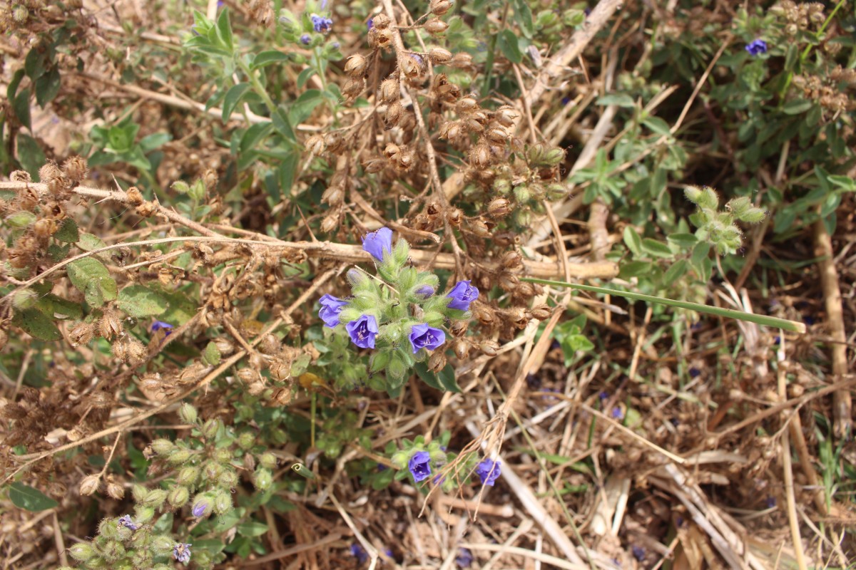 Hydrolea spinosa L.